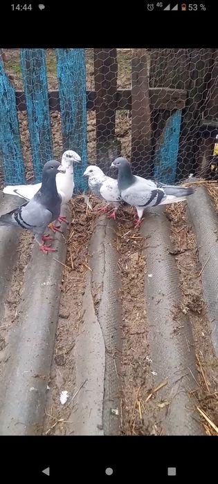 Vând porumbei voiajori