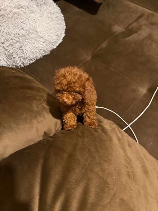 Куче пудел той тийкъп