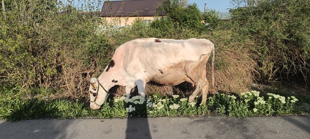 Vaca de vânzare.