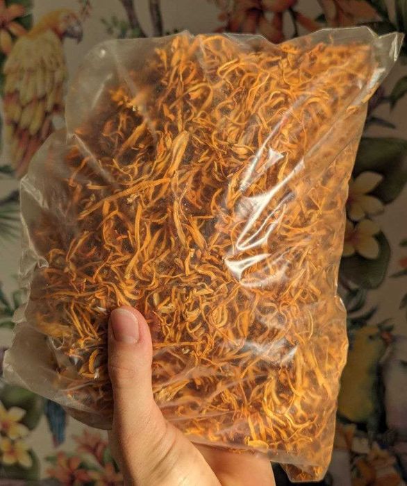 Кордицепс военный из Башкирии