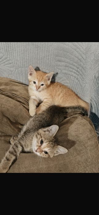 Отдам котенков в хорошие руки