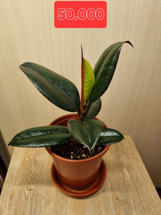 Фикус эластика и чёрный принц