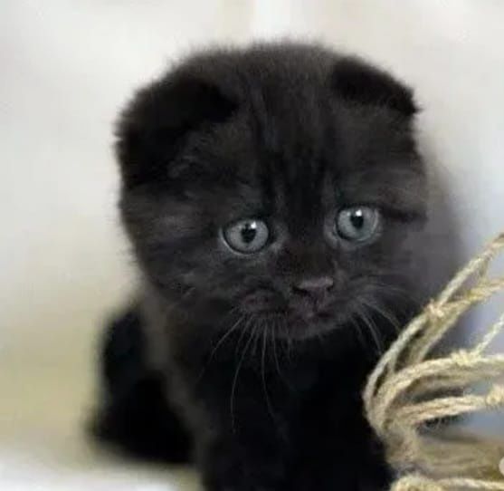 Черные вислоухие котята