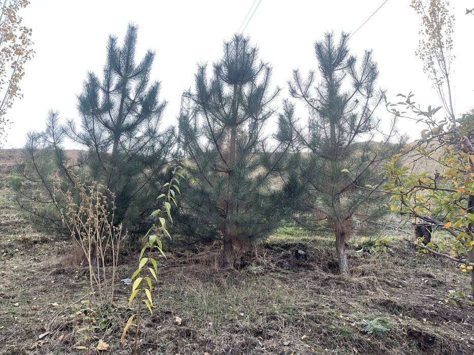 Арча кучатлари сотилади