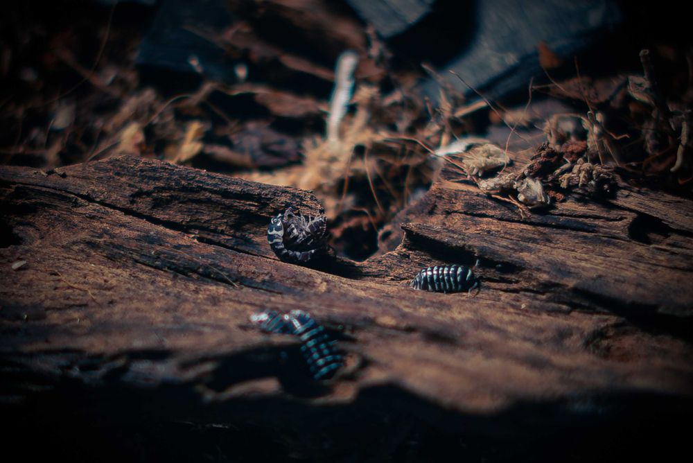 Продавам Изоподи/Мокрици за биоактивен терариум.