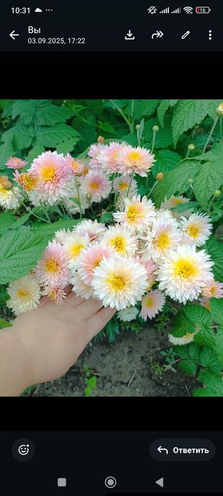 Многолетние цветы Кжби
