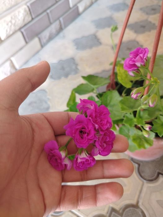 Гул, гуллар, комнатные цветы, растения разных видов