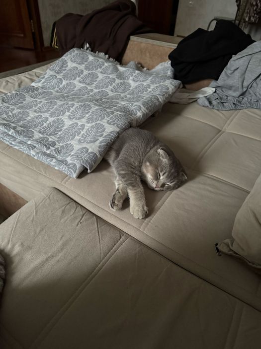 скоттиш фолд окраса шиншилла