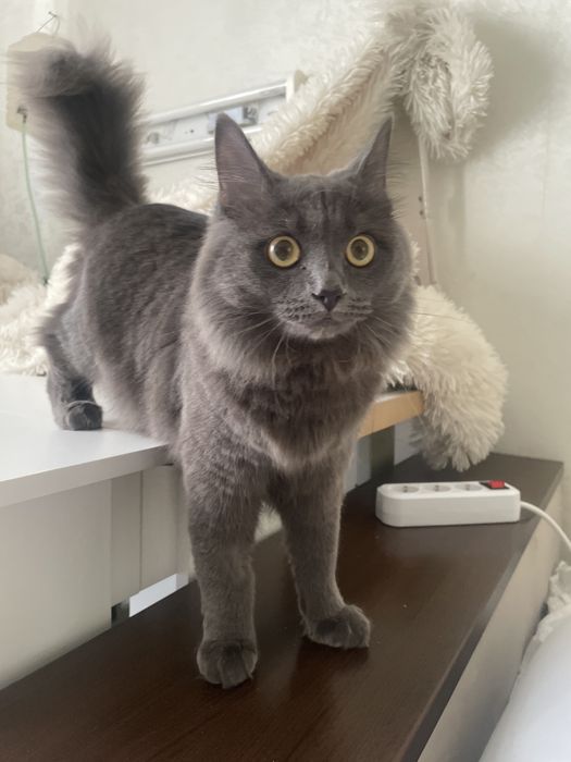 Отдам котенка в добрые руки