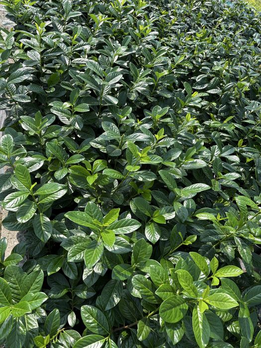 Laur englezesc, Photinia, Lonicera, Euonymus