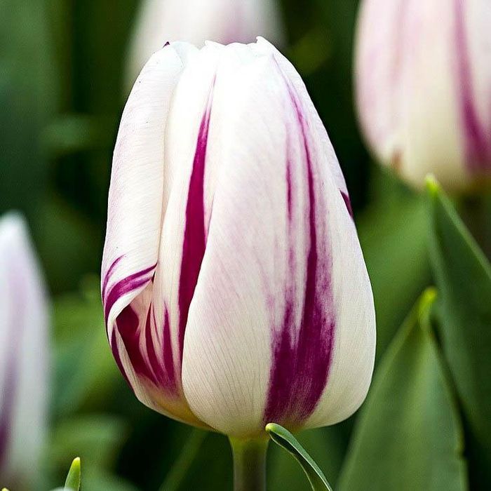 Тюльпаны с Голанских луковиц