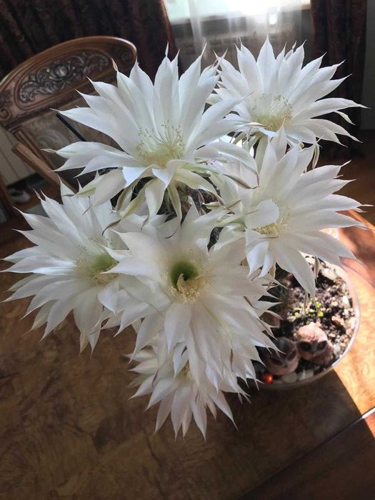 Детка цветущего кактуса