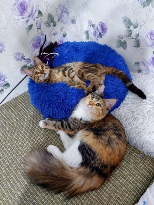 Продаём милых котят