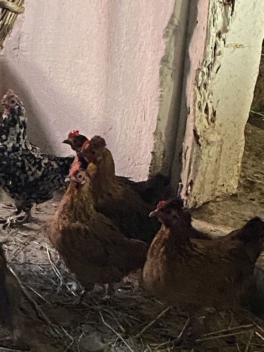 Vand oua pentru incubat si pentru consum