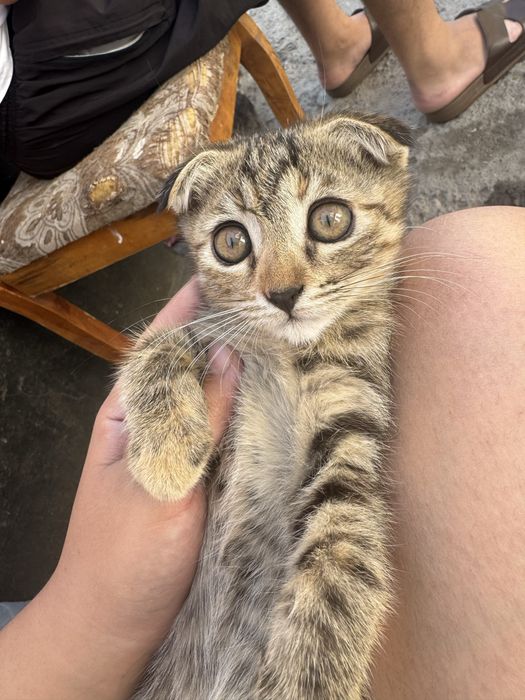 Продам котят в хорошие руки