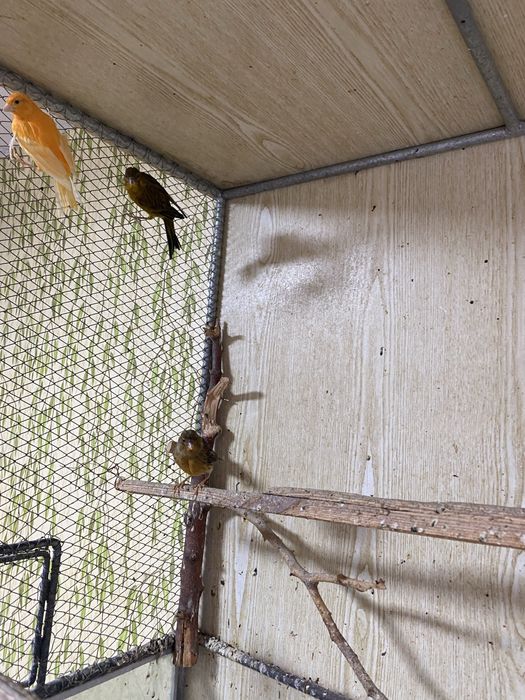 Птицы- канарейки