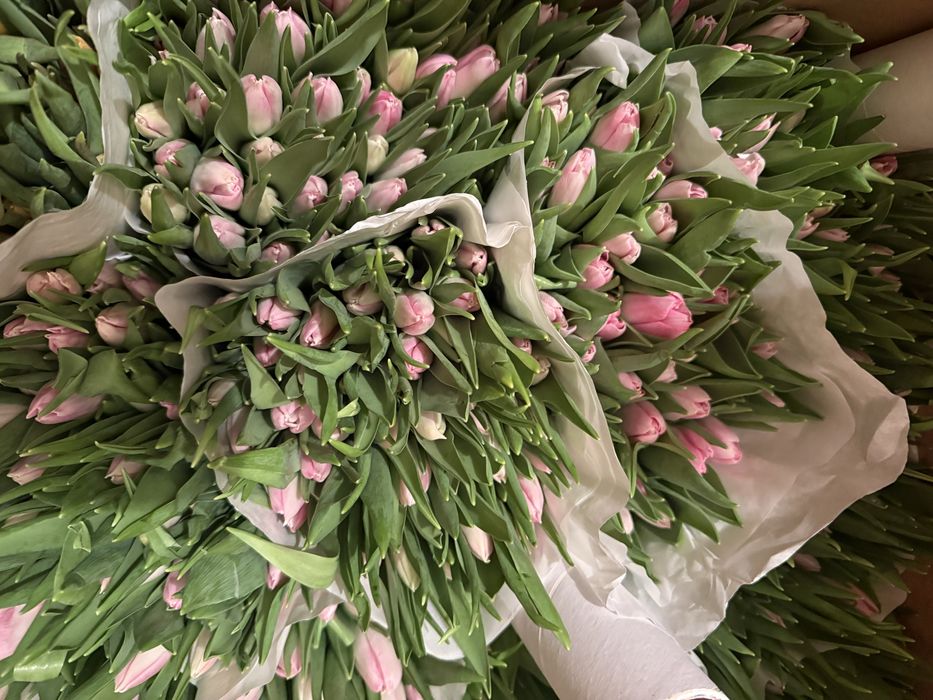 Тюльпаны оптом и в розницу! Центр города