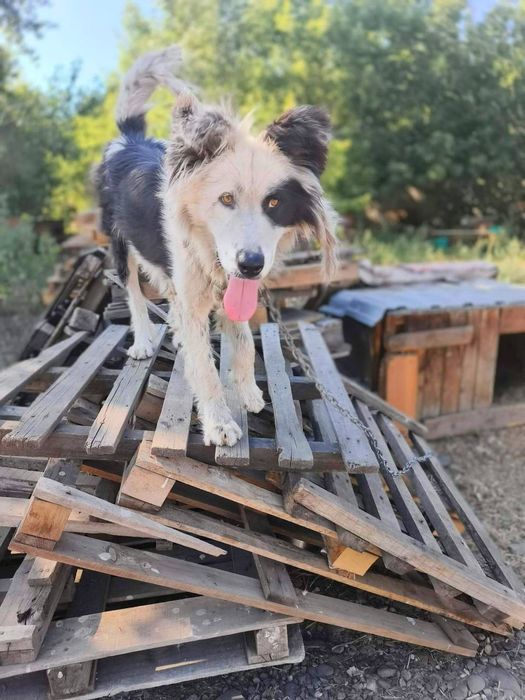 Молодой пёс Балу
