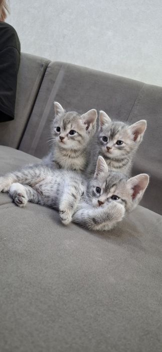Британские котята