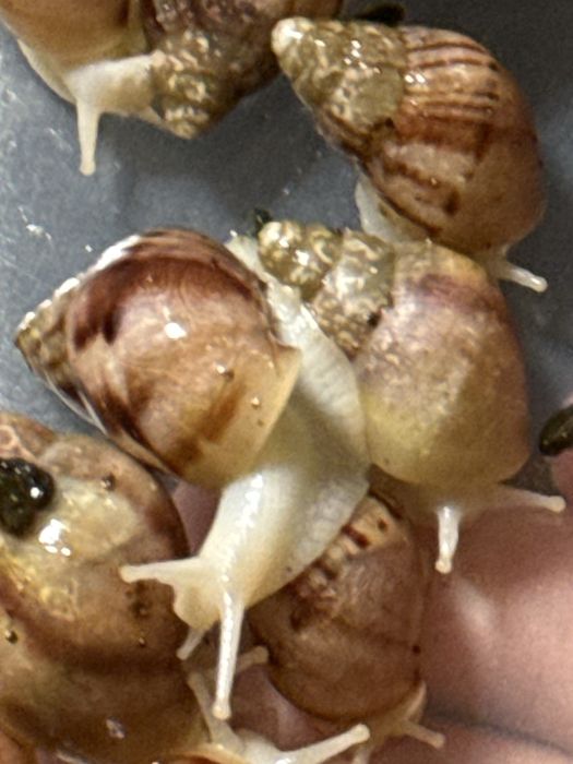 Ulitkalar sotiladi rodashka va fulikalar