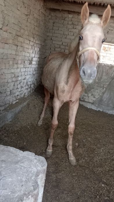 Семіз Тай сатылады