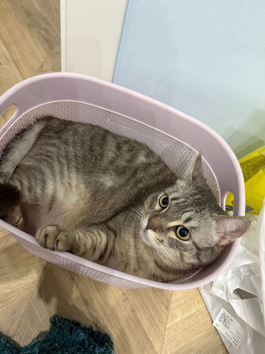 Отдам милого кота