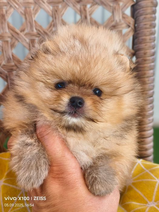 Очаровательные щенки шпица.