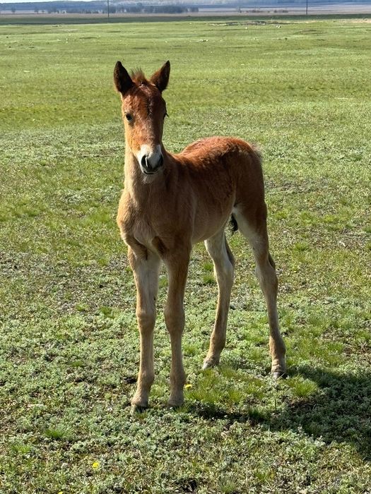 Продам 3 кобылы с жеребятами