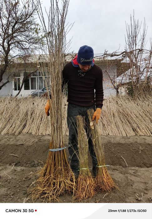 Tut kóchatlari kafolatli !