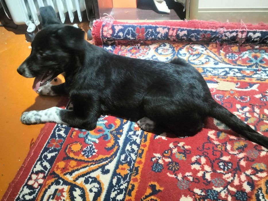 Отдам щенка в хорошие руки, девочка