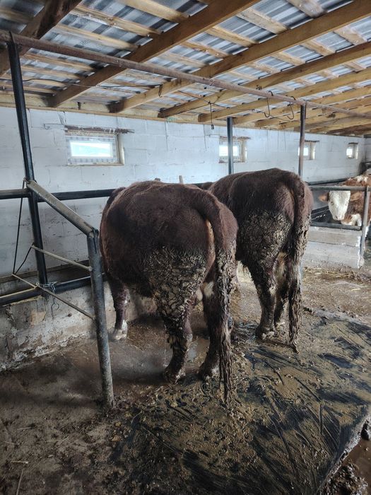 Ак бас букалар 2,5жасар