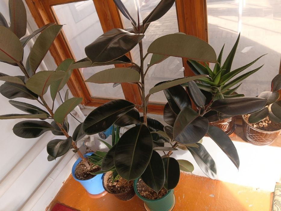 Xonna gullari sotilladi