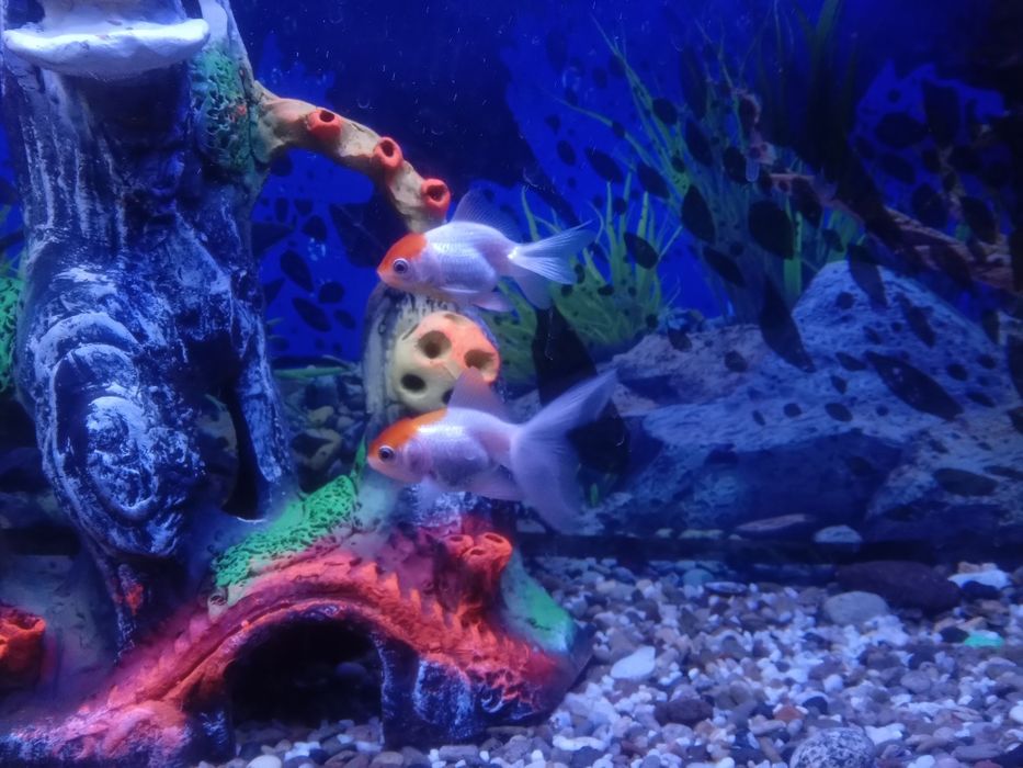 Золотые рыбки арованда