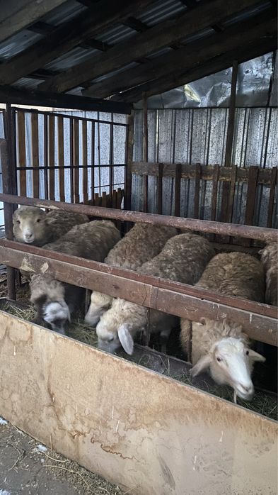 продам баранов мощные