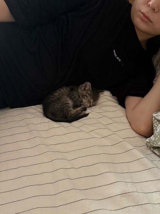 Котенок бесплатно