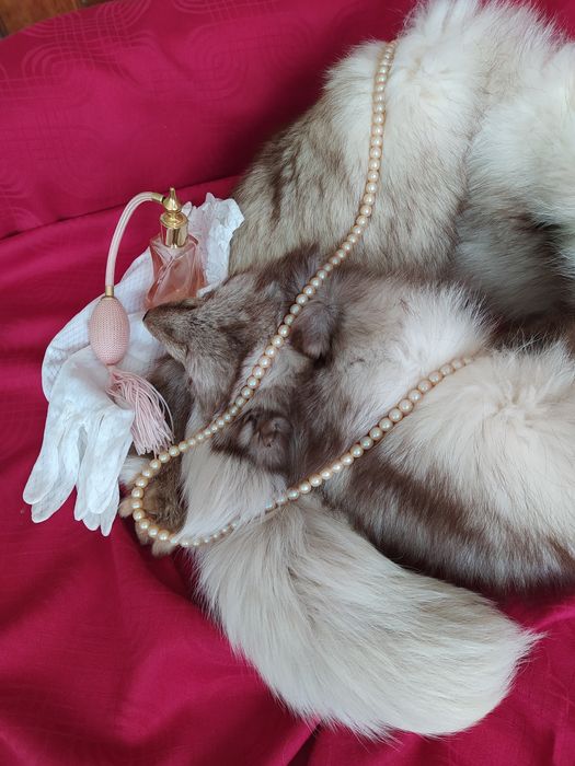 Яка от цяла сребърна лисица