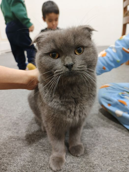 Scott fold xonaki mushuk