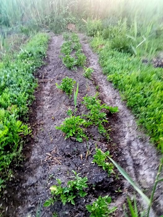 Продам дачу 12 соток