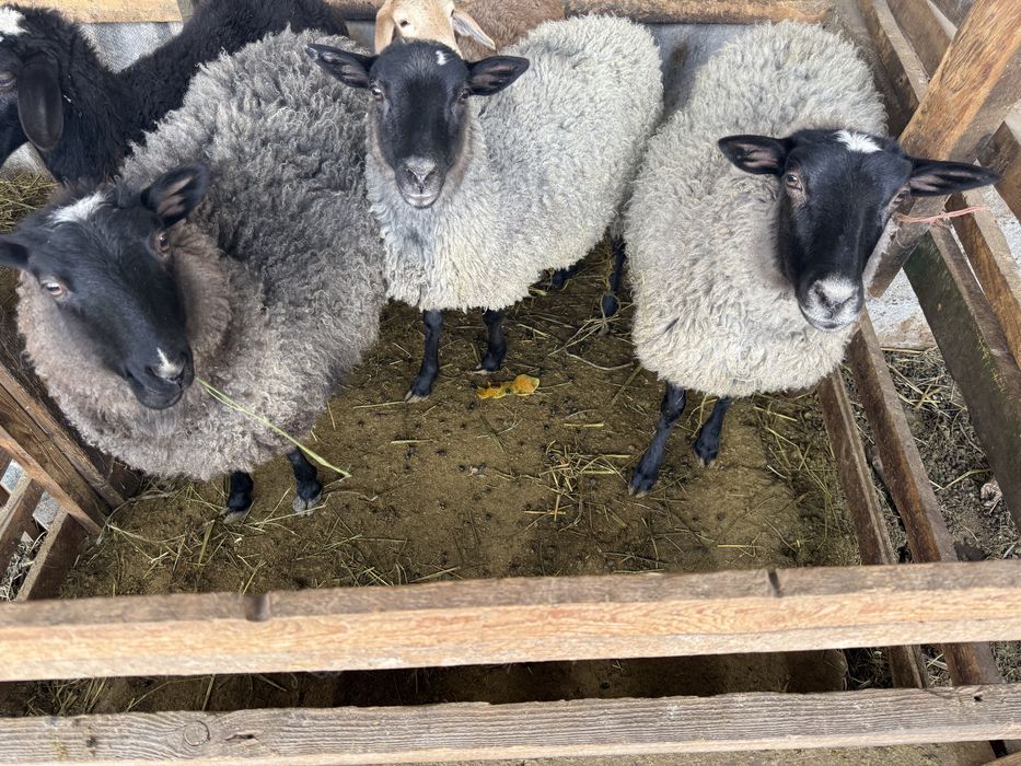 Продам романовских ярок