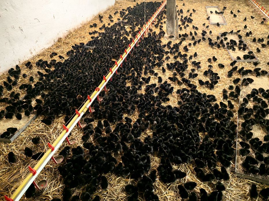 Ярки Супер Харко на 3 месеца Ивански