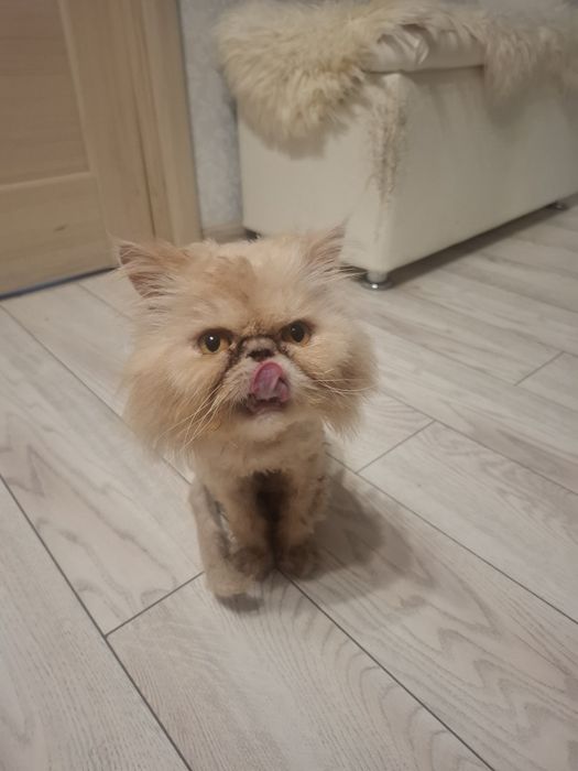 Отдам кота в добрые руки