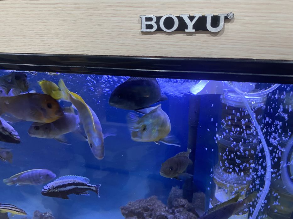 Фирменный аквариум, все в сборе