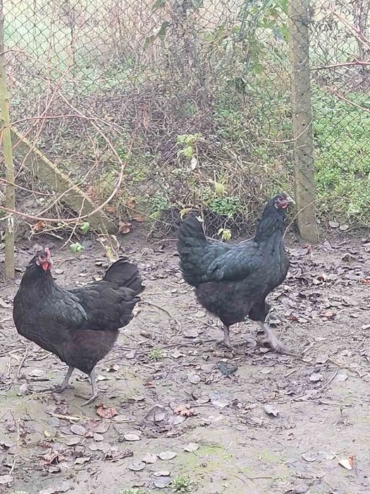 Кокошки джърси гигант