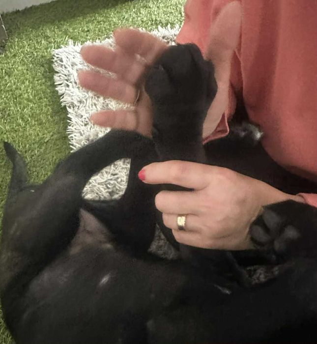 Кане Корсо 7.11.2025г. Момичета !