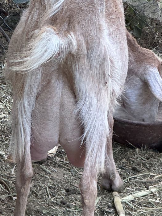 Capra de vanzare