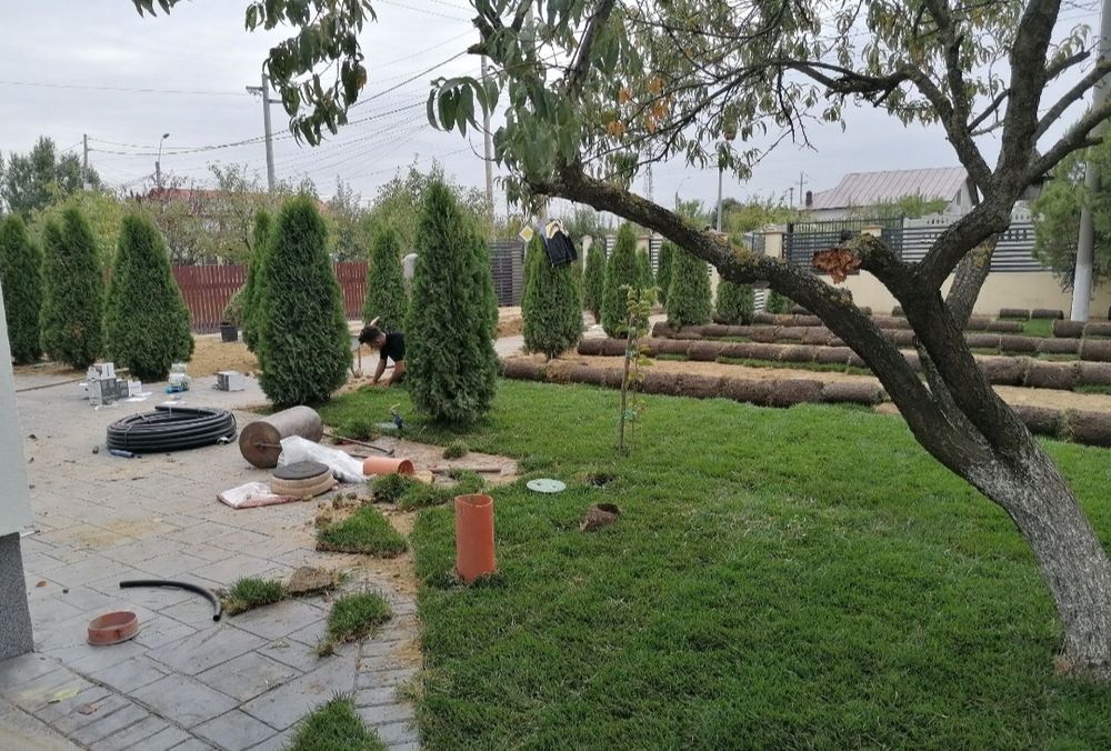 Gazon rulou de trafic 24 de lei m2.Transport și montaj inclus în preț.