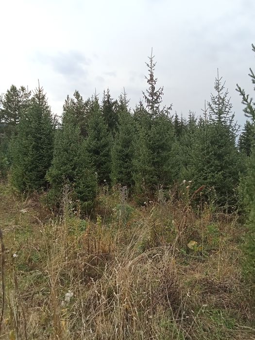 Продается ёлки таньшаньские европейские