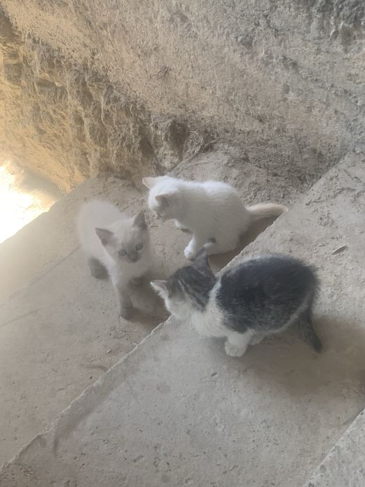 Котята отдам в хорошие руки