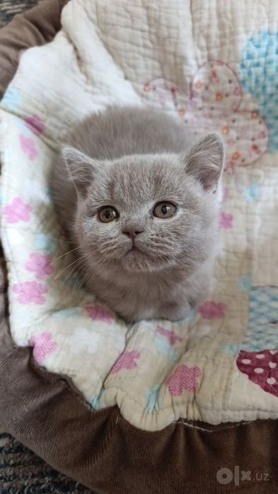 Продам лиловых девочек скоттиш страйт