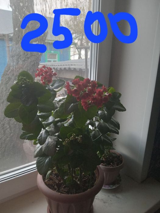 Продам комнатные цветы